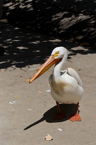 09 Fort Lauderdale, Flamingo Gardens, Amerikaanse Witte Pelikaan.jpg